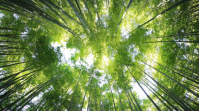 南平市の森林垂直構造の高解像度データセットを開発（High-Precision Canopy Height Dataset Illuminates Forest Structure Dynamics in Nanping City, China）