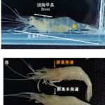 小型テナガエビ類の生活史を解明し資源管理に新知見 ―インドシナ半島の重要な淡水エビ資源の持続的利用に道筋―