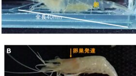 小型テナガエビ類の生活史を解明し資源管理に新知見 ―インドシナ半島の重要な淡水エビ資源の持続的利用に道筋―