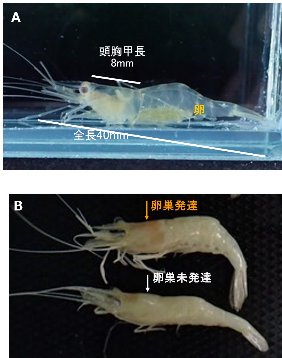 小型テナガエビ類の生活史を解明し資源管理に新知見 ―インドシナ半島の重要な淡水エビ資源の持続的利用に道筋―