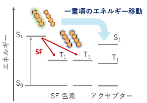 一重項分裂（SF）により増幅した励起子の効率的な捕集に成功 ～量子収率130%を達成する鍵分子を発見、太陽電池の限界突破に道～