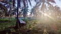 低投入型ココナッツ農法が収量と土壌健康を向上（Lower-intensity coconut farming boosts yields and soil health in West Africa）