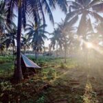 低投入型ココナッツ農法が収量と土壌健康を向上（Lower-intensity coconut farming boosts yields and soil health in West Africa）