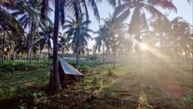 低投入型ココナッツ農法が収量と土壌健康を向上（Lower-intensity coconut farming boosts yields and soil health in West Africa）