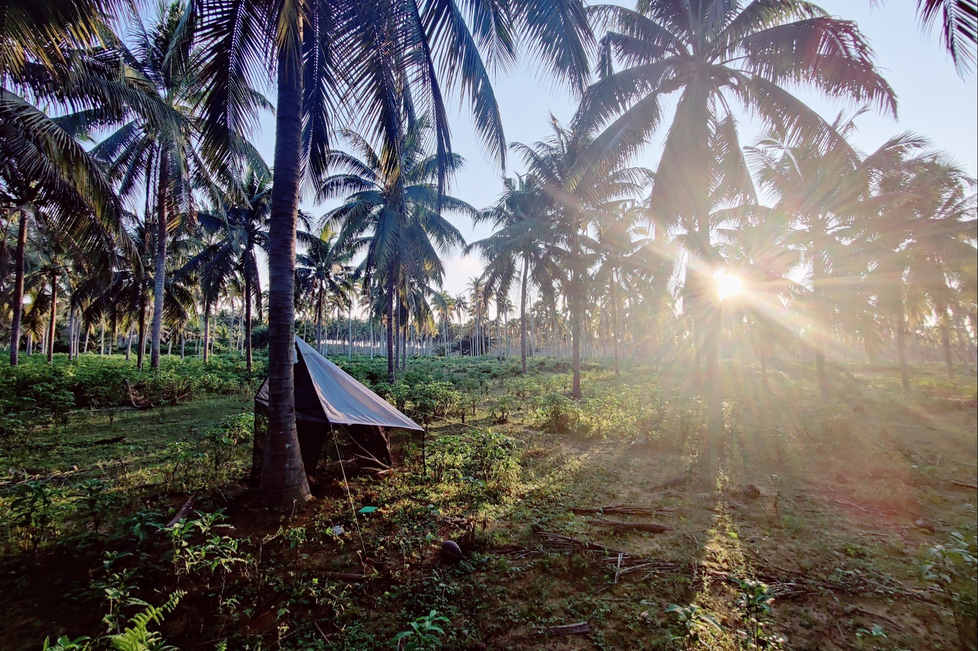 低投入型ココナッツ農法が収量と土壌健康を向上（Lower-intensity coconut farming boosts yields and soil health in West Africa）