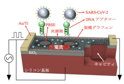 原子単層膜の振動を用いた「質量」と「個数」の同時計測に成功 (夾雑物の誤検知に強い、超高感度なウイルス検出IoTバイオセンサの実現へ)
