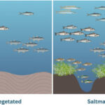 南ウェールズの塩性湿地は裸地海岸の約3倍の魚類を支えることを確認 (South Wales saltmarshes hold nearly three times more fish than unvegetated shores, Swansea University study shows)