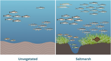 南ウェールズの塩性湿地は裸地海岸の約3倍の魚類を支えることを確認 (South Wales saltmarshes hold nearly three times more fish than unvegetated shores, Swansea University study shows)