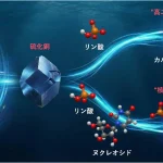 常温の⽔中で尿素とリン酸から ⾼エネルギーリン酸化合物を⽣成 −⽣命の起源に迫る新しいリン酸化経路を提⽰−