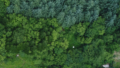 過剰窒素が樹木の干ばつ耐性を低下させる可能性（Too Much Nitrogen May Leave Trees More Vulnerable to Drought）