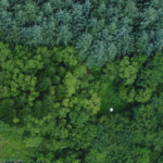 過剰窒素が樹木の干ばつ耐性を低下させる可能性（Too Much Nitrogen May Leave Trees More Vulnerable to Drought）