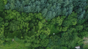 過剰窒素が樹木の干ばつ耐性を低下させる可能性（Too Much Nitrogen May Leave Trees More Vulnerable to Drought）