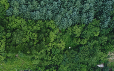 過剰窒素が樹木の干ばつ耐性を低下させる可能性（Too Much Nitrogen May Leave Trees More Vulnerable to Drought）