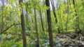 森林斜面における土壌窒素排出の空間分布を解明（New Study Explains Spatial Patterns of Soil Nitrogen Emissions Across Forest Hillslopes）