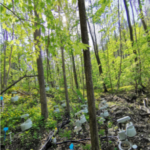 森林斜面における土壌窒素排出の空間分布を解明（New Study Explains Spatial Patterns of Soil Nitrogen Emissions Across Forest Hillslopes）