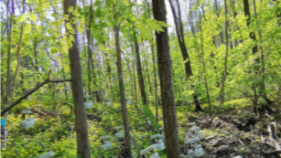 森林斜面における土壌窒素排出の空間分布を解明（New Study Explains Spatial Patterns of Soil Nitrogen Emissions Across Forest Hillslopes）