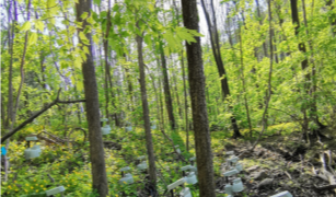 森林斜面における土壌窒素排出の空間分布を解明（New Study Explains Spatial Patterns of Soil Nitrogen Emissions Across Forest Hillslopes）