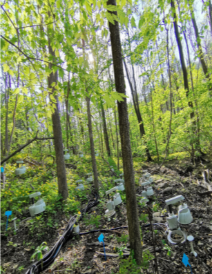 森林斜面における土壌窒素排出の空間分布を解明（New Study Explains Spatial Patterns of Soil Nitrogen Emissions Across Forest Hillslopes）