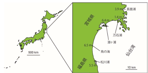 約20年にわたる野外調査が物語る東日本大震災の干潟生態系への爪痕