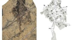新たな羽毛恐竜種を発見（Chinese Scientists Discover New Feathered Dinosaur Species）