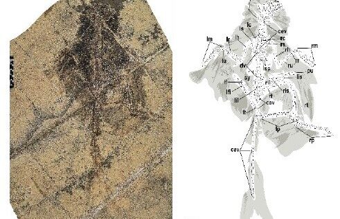 新たな羽毛恐竜種を発見（Chinese Scientists Discover New Feathered Dinosaur Species）