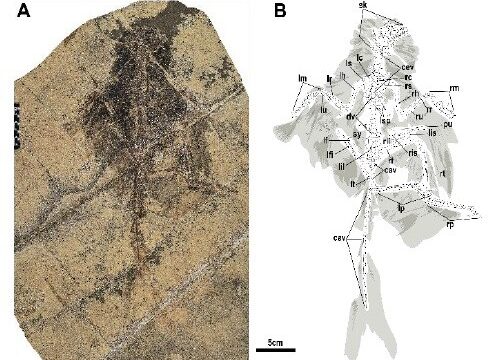 新たな羽毛恐竜種を発見（Chinese Scientists Discover New Feathered Dinosaur Species）
