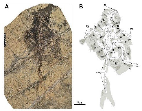 新たな羽毛恐竜種を発見（Chinese Scientists Discover New Feathered Dinosaur Species）