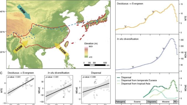 世界最大の常緑広葉樹林の形成過程を解明（Scientists Reveal the Assembly of the World’s Largest Evergreen Broadleaved Forest）