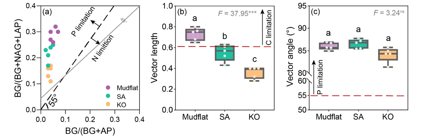 微生物制約がマングローブ再生におけるブルーカーボン動態を左右することを解明(Microbial Control Over Blue Carbon During Mangrove Restoration) 微生物制約がマングローブ再生におけるブルーカーボン動態を左右することを解明(Microbial Control Over Blue Carbon During Mangrove Restoration)