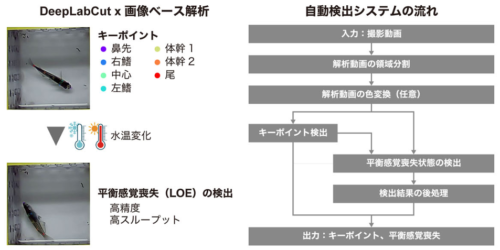 AIで魚の「バランス喪失」を自動検出 温度への強さを客観的に測る新システムを開発～メダカとその近縁種で系統・種による温度耐性の違いを明らかに～