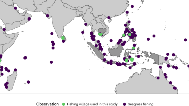 貧困層の数百万人が生存のために海草藻場に依存していることが研究で判明（Millions of people living in poverty rely on seagrass meadows for survival, study finds）