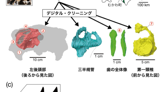 北海道産恐竜化石を「ニッポノペルタ・エゾエンシス」と命名～約1億年前の”海辺の恐竜”が明かす、白亜紀の大陸間移動～