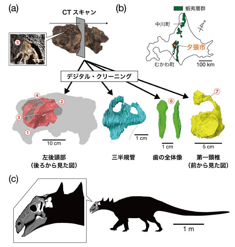 北海道産恐竜化石を「ニッポノペルタ・エゾエンシス」と命名～約1億年前の”海辺の恐竜”が明かす、白亜紀の大陸間移動～