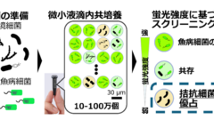 エビの疾病を防ぐ細菌を飼育環境から迅速に見つけ出す技術を開発 ～微小液滴技術による高効率スクリーニングで、薬剤に頼らない魚病対策へ～