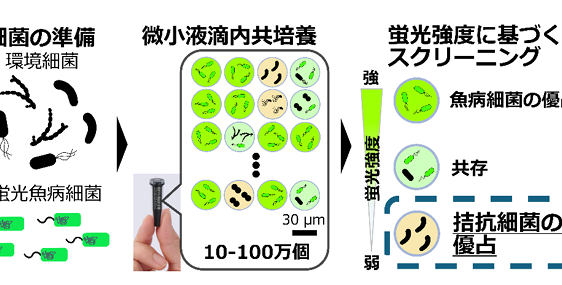 エビの疾病を防ぐ細菌を飼育環境から迅速に見つけ出す技術を開発 ～微小液滴技術による高効率スクリーニングで、薬剤に頼らない魚病対策へ～