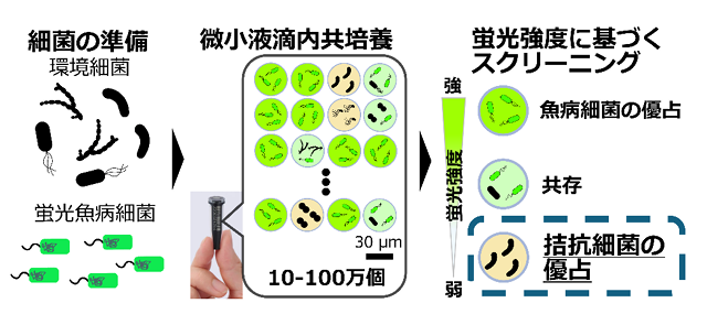 エビの疾病を防ぐ細菌を飼育環境から迅速に見つけ出す技術を開発 ～微小液滴技術による高効率スクリーニングで、薬剤に頼らない魚病対策へ～