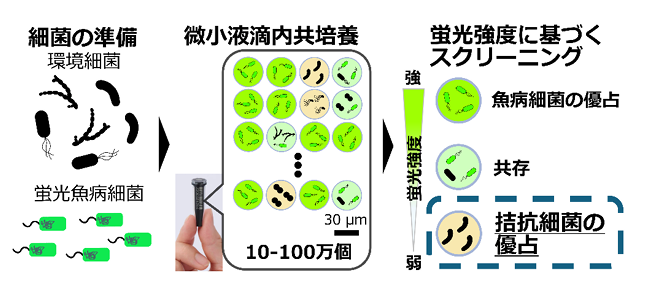 エビの疾病を防ぐ細菌を飼育環境から迅速に見つけ出す技術を開発 ～微小液滴技術による高効率スクリーニングで、薬剤に頼らない魚病対策へ～