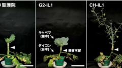 雑草ダイコンに由来する自然変異が、接ぎ木相手の開花を後押し～「GRAFT法」用台木の開発で新品種育成の加速に期待～