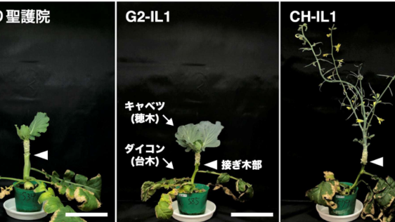 雑草ダイコンに由来する自然変異が、接ぎ木相手の開花を後押し～「GRAFT法」用台木の開発で新品種育成の加速に期待～