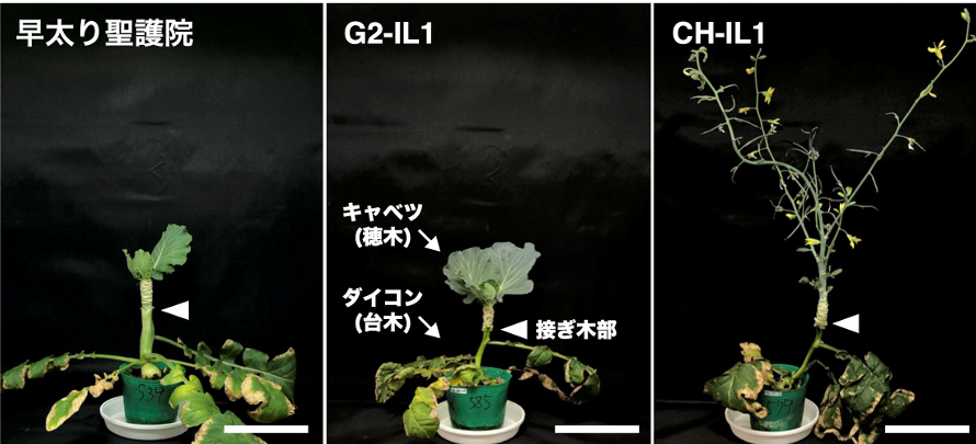 雑草ダイコンに由来する自然変異が、接ぎ木相手の開花を後押し～「GRAFT法」用台木の開発で新品種育成の加速に期待～