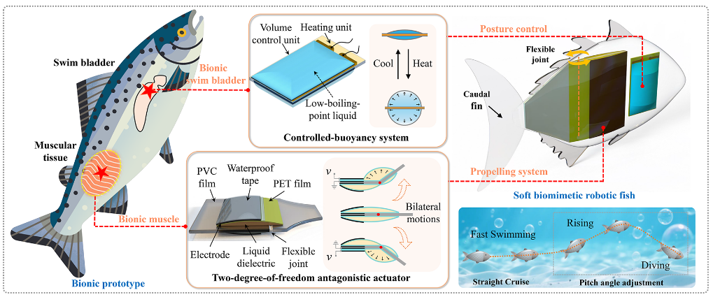 高速遊泳と三次元機動性を両立するソフトロボット魚を開発（Soft Robotic Fish Combines High-Speed Swimming with 3D Maneuverability）